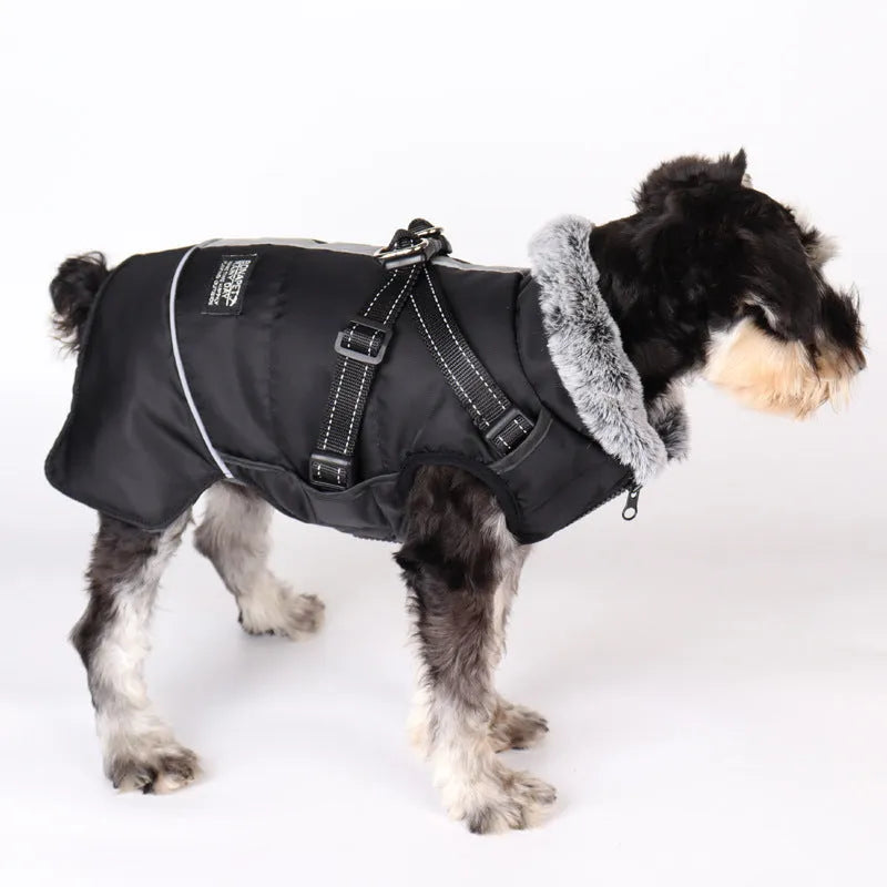 Small dog wearing black winter coat with faux fur collar and adjustable harness straps