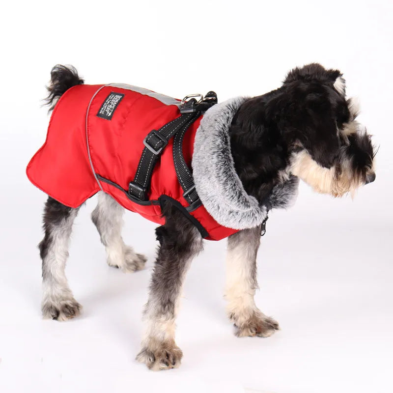 Small black and white dog wearing a red winter coat with a gray faux fur collar and black harness