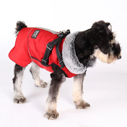 Small black and white dog wearing a red winter coat with a gray faux fur collar and black harness