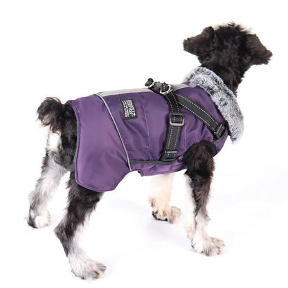 Small black and white dog wearing purple waterproof winter coat with faux fur collar and harness